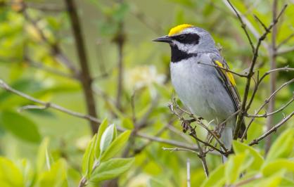 Golden-winged warbler in a tree