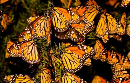 Monarch butterflies