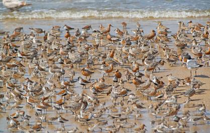 Red knots