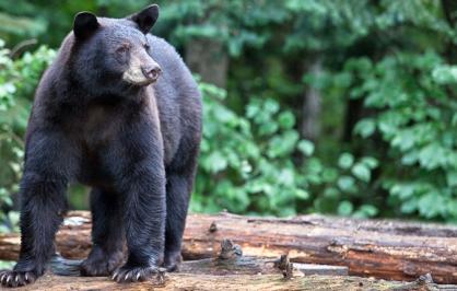 A black bear standing on a log