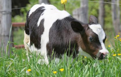 Holstein dairy calf