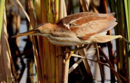 Least bittern