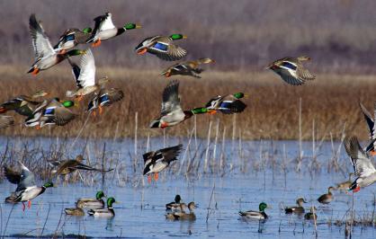 Mallards flying over wetlands