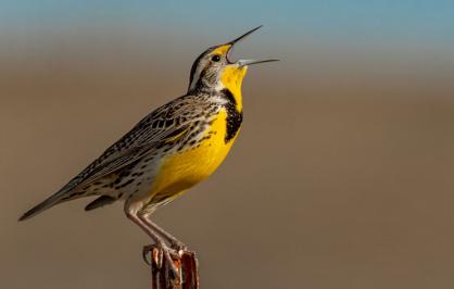 Western meadowlark singing on a spring morning