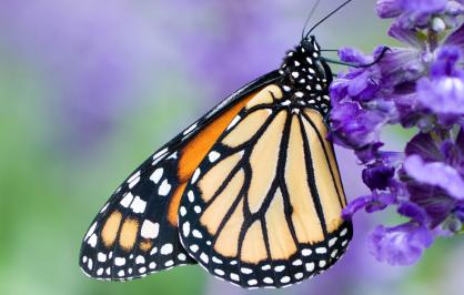 Monarch butterfly