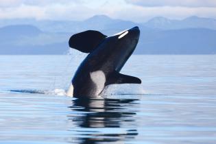 killer whale breaching