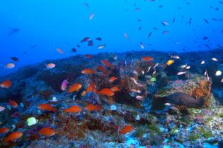 Endemic reef fish at the mesophotic zone in the Northwest Hawaiian Island