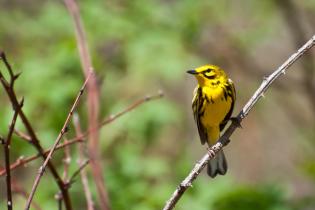 Prairie Warbler, 3.jpg