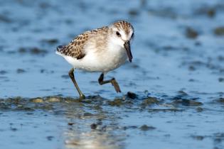 Semipalmated sandpiper