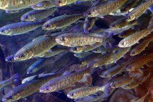 School of juvenile coho salmon