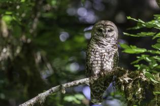 Spotted owl in tree