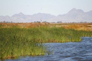 Sutter Basin