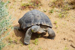 Desert tortoise