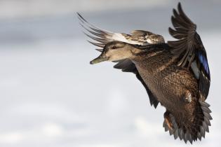 american-black-duck-1446x705.jpg