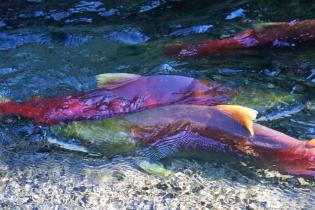 Coho salmon spawning