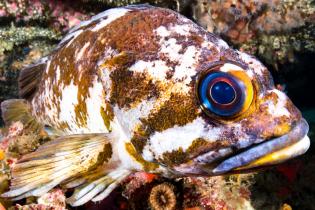 Copper rockfish in California