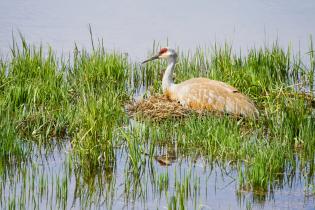 Sandhill crane