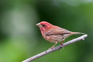 Purple finch