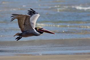 Brown pelican