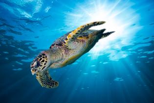 Hawksbill sea turtle