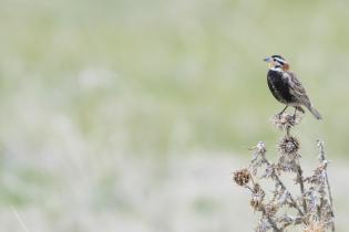 Chestnut-collared Longspur perched on branch