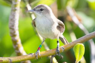 Millerbird, Laysan Island 