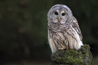 Barred owl