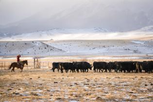 Rancher, Absaroka Range 