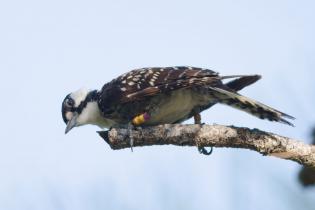 Banded red-cockaded woodpecker in a tree