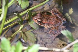 Red-legged frog