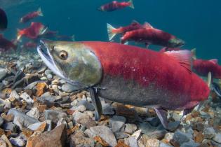 Sockeye salmon