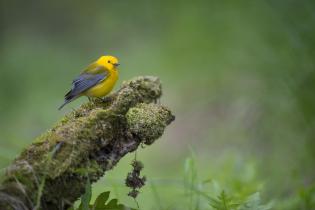 Prothonotary warbler