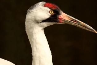 Whooping crane