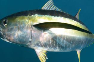 Yellowfin tuna