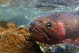 yellowstone-cutthroat-trout-1446x705.jpg