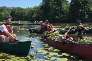 Volunteers remove invasive water chestnut on the Charles River in Boston, Massachusetts