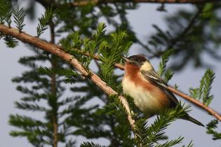 Bay-breasted warbler