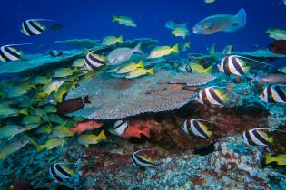 A variety of fish species swim above a patch reef 80 feet deep at French Frigate Shoals.