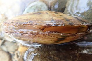 Alabama Rainbow mussel