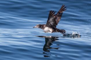 Pink-footed shearwater