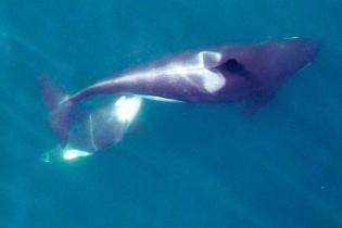 An adult female Southern Resident killer whale nursing her calf in waters off Washington state