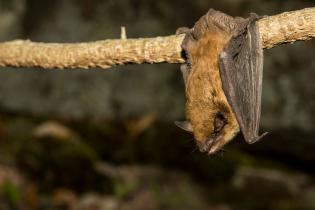 Brown bat