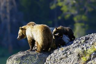 Grizzly bear and cubs