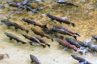 Chinook salmon