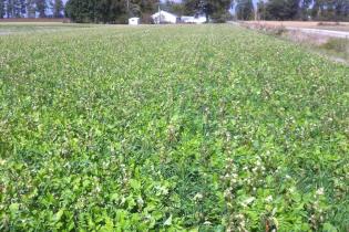 Cover crops