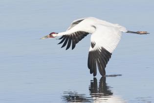 Whooping crane