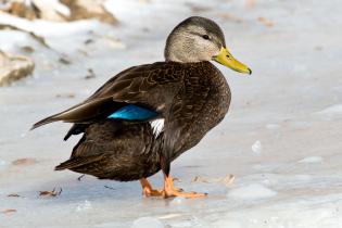 American black duck