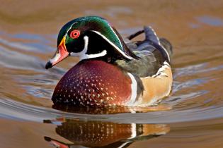 Wood duck