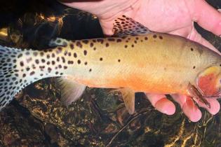 Rio Grande cutthroat trout, Credit: New Mexico Department of Game and Fish​