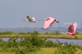 White ibis and roseate spoonbills ​
